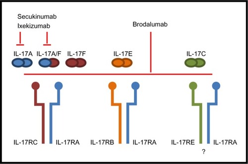 Figure 1 The interleukin (IL)-17 family ligands and receptors involved when IL-17A is neutralized with secukinumab or ixekizumab or IL-17RA is blocked with brodalumab. There is controversy in the literature concerning the structure of the receptor of IL-17C.