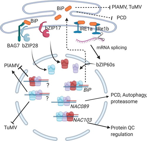 Figure 1. UPR mediated suppression of plant virus infection. The IRE1a/IRE1b-dependent, bZIP28/bZIP17 dependent pathways are routes leading to transcriptional activation of genes that regulate pro-survival and pro-death events. BiP is an ER resident molecular chaperone that is a master regulator of these ER stress transducers to block their activation. BiP also functions in the ER lumen to facilitate protein folding in an ATPase dependent manner. The bZIP60, bZIP28, and bZIP17 bind to the BiP promoter and increasing its expression to enhance protein folding in the ER lumen and to serve as part of a negative feedback loop to block further activation of these stress transducers in the ER. IRE1a/IRE1b endonuclease activity splice the bZIP60 mRNA to produce a transcription factor that is mobilized to the nucleus. NAC089 and NAC103 are activated to regulate programmed cell death and enhance protein quality control. bZIP60 and bZIP17 form complexes that activate unknown genes that limit PlAMV infection. The bZIP60 and bZIP28 activate unknown genes that support PlAMV infection but limit TuMV infection. Overexpression of BiP or enhancing protein folding capacity through TUDCA limits virus infection and suppressed PCD