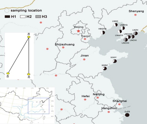 Figure 1. Haplotype distribution and relationships of the 11 populations of Glehnia littoralis. https://map.baidu.com/13438994,4328487,12zNote: Circles represent sampling locations. H1, H2, and H3 represent different haplotypes detected.