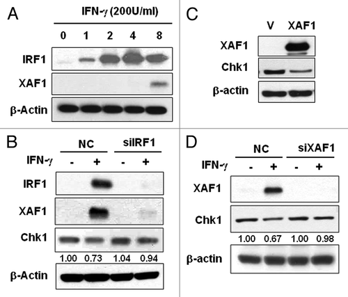 Figure 4. XAF1 is involved in IFNγ-induced Chk1 downregulation. (A) HeLa cells were treated with 200 U/ml IFNγ for the indicated times, and IRF-1 and XAF1 protein levels were measured by western blot analysis. (B) HeLa cells were transfected with IRF-1 siRNA and treated with 200 U/ml IFNγ for 12 h. The levels of IRF1, XAF1 and Chk1 were analyzed by western blotting. (C) Cells were transfected with XAF1, or a control vector and incubated for 36 h. The level of Chk1 was analyzed by western blotting. (D) Cells were transfected with XAF1 siRNA and treated with 200 U/ml IFNγ for 12 h. The level of Chk1 was analyzed by western blotting.
