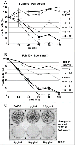 Figure 6. Phenotypic consequences of IRES inhibition. (A) Viability of SUM159 breast tumor cells assessed following treatment with increasing concentrations of cpd_P for periods of 24 to 120 h. Cell survival is presented relative to the cell number at initiation of treatment (time 0 = 100%) ± standard error. (B) The viability time course titrations of IRES inhibitor cpd_P in SUM159 breast tumor cells were repeated under Low serum (0.5%) conditions (all data ± standard error). (C) Clonogenic survival assay. SUM159 breast tumor cells were seeded at low density, allowed 48 h to recover, then treated with increasing concentrations of cpd_P in full serum for 72 h. Media was then changed, compound removed, and cells allowed an additional 120 h to recover and form colonies. Cultures were stained with MTT to enhance visualization of colonies.