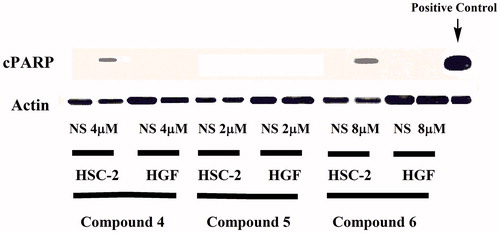 Figure 2. Effects of compound 4 on PARP1 cleavage in HSC-2 cancer cells and HGF normal cells after 24 h. NS means no substance.