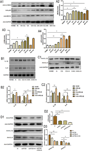 Figure 3 RELMβ promotes 16HBE inflammatory effects via autophagy. (A), The effect of autophagy became more pronounced in a time-dependent manner (A1), Western blot analysis of autophagy proteins p62, LCB3I/II, and BECN expression in 16HBE cells; (A2–4), Densitometric analysis of the corresponding protein grayscale values). (B and C), RELMβ promotes the expression of IL-1β and IL-8 in 16HBE cells via autophagy (B1), PCR analysis of autophagy proteins p62, LCB3I/II, and BECN expression in 16HBE cells; (B2), PCR densitometric analysis; (C1), Western blot analysis of autophagy proteins IL-1β and IL-8 expression in 16HBE cells; (C2), Densitometric analysis of the corresponding protein grayscale values). (D), Replenishment experiments confirmed that RELMβ promotes the expression of IL-1β and IL-8 in 16HBE cells via autophagy (D1), Western blot analysis of autophagy proteins IL-1β and IL-8 expression in 16HBE cells; (D2 and 3), Densitometric analysis of the corresponding protein grayscale values). (*p < 0.05, **p < 0.01).