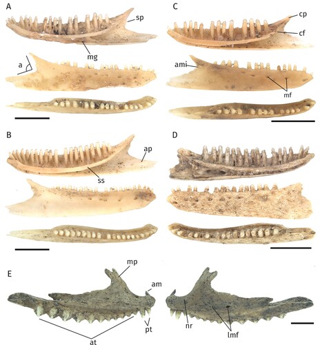 FIGURE 3. Different morphotypes of the Sphenomorphinae and Amphibolurinae subfamilies. Scale bars equal 2.5 mm. A, right dentary of Sphenomorphinae indet. morph 1 (NMV P 254385). B, right dentary of Sphenomorphinae indet. morph 2 (NMV P254452). C, right dentary of Sphenomorphinae indet. morph 3 (NMV P254381). D, left dentary of Sphenomorphinae indet. morph 4 (NMV P254491). E, left maxilla of Amphibolurinae indet. morph 1 (NMV P254682), medial (left) and lateral (right) aspects. A–D, lingual, labial and occlusal views (from top to bottom). Abbreviations: a, angle formed by the intersection of the posterior margins of the dorsal and angular processes; am, anterior margin of the maxilla; ami, anterior-most inflection between the coronoid process and the angular process; ap, angular process; at, acrodont teeth; cf, coronoid facet; cp, coronoid process; lmf, labial maxillary foramina; mg, Meckelian groove; mf, mental foramina; mp, maxillary process; nr, naris ridge; pt, pleurodont teeth; sp, surangular process; ss, subdental shelf.