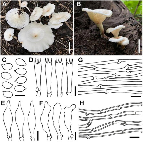 Figure 2. Basidiomata of Panus sribuabanensis SDBR-CMUNK0931 (holotype) (A) and SDBR-CMUNK0940 (B); microscopic features obtained from SDBR-CMUNK0931 (C–H); basidiospores (C); basidia (D); Pleurocystidia (E); cheilocystidia (F), Generative hyphae (G); Skeletal hyphae (H). Scale bars: A, B = 50 mm, C = 5 μm, D–G = 10 μm.