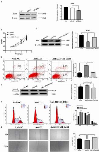 Figure 5. Ddit4 reverses the effect of miR-222-3p on HT-22 cells function. (a) The Ddit4 protein level in Con, siR-NC and siR-Ddit4 groups was evaluated via western blot and the expression of β-tubulin was used for confirming equal loading.(b)The proliferation of anti-NC, anti-222 and anti-222 + siR-Ddit4 groups cells were measured by CCK8. (c) The PCNA protein level in anti-NC, anti-222 and anti-222 + siR-Ddit4 groups was evaluated via western blot and the expression of β-tubulin was used for confirming equal loading. (d) The cell apoptosis in anti-NC, anti-222 and anti-222 + siR-Ddit4 was analyzed by flow cytometry. (e) The Cleaved Caspase-3 protein level in anti-NC, anti-222 and anti-222 + siR-Ddit4groups was evaluated via western blot and the expression of β-tubulin was used for confirming equal loading. (f)The cell cycle distribution in anti-NC, anti-222 and anti-222 + siR-Ddit4 groups was analyzed by flow cytometry. (g) The migration ability in anti-NC, anti-222 and anti-222 + siR-Ddit4 groups was analyzed by cell scratch experiment