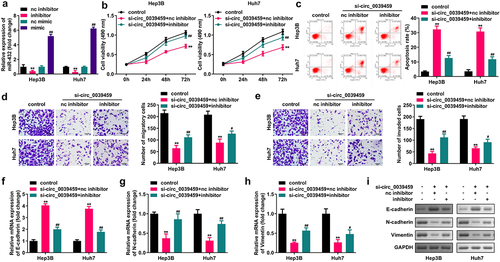 Figure 4. Inhibition of miR-432 expression reverses the effects of interference with circ-0039459 expression on the proliferation, apoptosis, migration, invasion, and EMT of liver cancer cells. A) miR-432 expression after the transfection of nc inhibitor, nc mimic, and mimic into Hep3B and Huh7 cells was detected using qRT-PCR. B) Proliferation level of hepatocellular carcinoma cells was detected using the CCK-8 assay. C) Apoptosis rate of hepatocellular carcinoma cells was detected using flow cytometry. D) and E) Migration and invasion levels of hepatocellular carcinoma cells were detected using the Transwell assay. F), G), H), and I) Expression levels of E-cadherin, N-cadherin, and vimentin proteins were detected using qRT-PCR and western blot. **P < 0.01, #P < 0.05, ##P < 0.01.