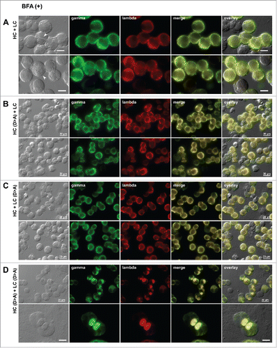 Figure 10. Loss of acidic surface patch promotes Russell body induction under ER-to-Golgi transport block. Fluorescent micrographs of HEK293 cells transfected with the following construct(s): (A) the parental HC and LC subunits; (B) Asp-to-Ala mutated version of HC and the parental LC; (C) the parental HC and Asp-to-Ala mutated version of LC; (D) Asp-to-Ala mutated versions of HC and LC subunits. On day-2 post transfection, HEK293 cells were resuspended in fresh cell culture media containing 15 μg/ml BFA, then seeded onto poly-lysine coated glass coverslips and statically cultured for 24 hr. On day-3, cells were fixed, permeabilized, and co-stained with FITC-conjugated anti-gamma chain and Texas Red-conjugated anti-lambda chain polyclonal antibodies. Green and red image fields were superimposed to create ‘merge’ views. DIC and ‘merge’ were superimposed to generate ‘overlay’ views. Crystal-laden cells are pointed by arrowheads in panel A. Unlabeled scale bar, 10 μm.