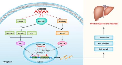 Figure 7 Proposed mechanistic mode of LINC01268 in HCC progression. As a key upstream regulator, LINC01268 might play its roles in MAP3K7 mediated NF-κB/MAPK pathways, and drive HCC tumorigenesis and metastasis by promoting the proliferation, migration and invasion of HCC cells, while inhibiting cell apoptosis.