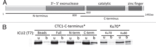 Figure 4 Arabidopsis CTC1 interacts with the catalytic subunit of DNA polymerase α (ICU2) in vitro. (A) Diagram of DNA polymerase α domain structure. (B) Co-immunopreciptiation was conducted with 35S-Met labeled (asterisk) and T7-tagged unlabeled protein expressed in rabbit reticulocyte lysate. The C-terminal half of AtCTC1 was used for binding reactions with different regions of ICU2. When bound to a tagged partner, labeled protein is precipitated on T7-beads (b) from the unbound supernatant (u) fraction. Ku70/80 interaction served as a positive control.