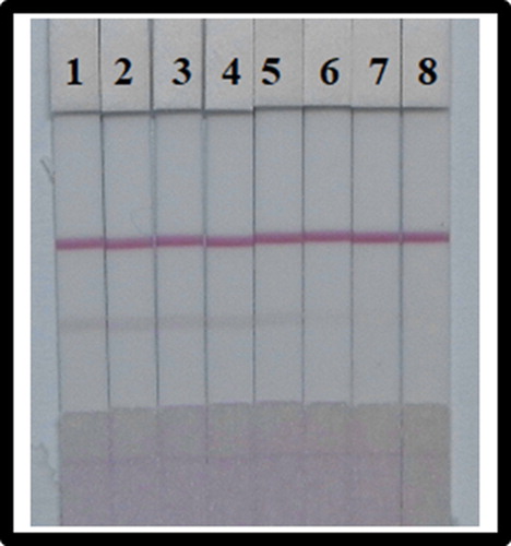 Figure 8. Colloidal gold immunochromatographic assay spiked in fish. After optimization (1–8) represents concentrations of 0, 0.1, 0.25, 0.5, 1, 2.5, 5, and 10 µg/mL.