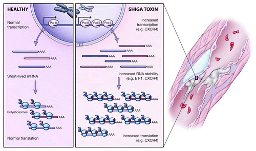 Figure 3. Mechanisms of endothelial gene regulation by Stx. Investigation into the mechanisms by which Stx affects gene expression in the endothelium revealed multi-level regulation. Stx may increase expression of select transcripts by upregulating transcription but also by enhancing the stability of short-lived mRNAs. Additionally, despite its ribosome inactivating properties, Stx has transcript-specific effects on translation, whereby it increases association of target mRNAs with polyribosomes.