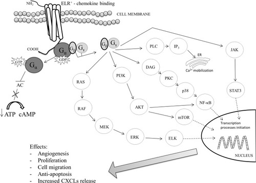 Figure 1 The signaling pathways of CXCL1/CXCL8 – CXCR2 axis.Citation33,Citation45,46