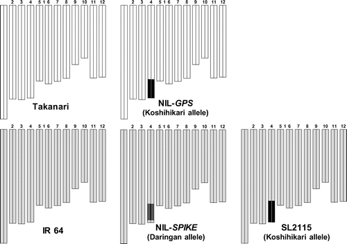 Figure 1. Graphical genotypes of Takanari, NIL-GPS, IR 64, NIL-SPIKE, and SL2115. White bars, Takanari; black bars, Koshihikari; light gray bars, IR 64; dark gray bars, Daringan.