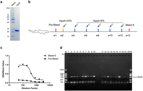 Figure 1. Immunization and library construction. (a) SDS-PAGE analyses of HpaA purification. (b) The schematic depicts shark immunization. (c) Immune response in white-spotted bamboo shark evaluated by ELISA. The values showed the average of three replicates. (d) Detection of a positive rate of VNAR library phage by colony PCR; 1–20: randomly selected colonies.