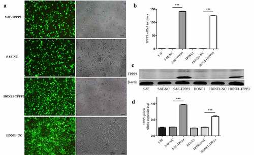 Figure 3. Construction of TPPP3 overexpression stable cell lines