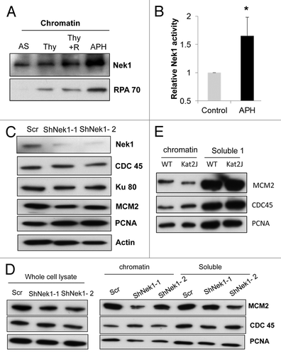 Figure 4. Nek1 activation and localization to chromatin during S-phase and replication stress (A) HEK293 cells were subjected to no treatment (asynchronous, AS), thymidine block, thymidine block with 3 h of release, or aphidicolin (APH) treatment. Chromatin was isolated from these cells for immunoblotting of Nek1 and RPA70. (B) HEK293 cells stably expressing Myc-Nek1 were untreated (control) or treated with APH to collect lysate for immunoprecipitation with anti-Myc antibody. The immunoprecipitates were subjected to in vitro kinase assay using β-casein as substrate. The Nek1 kinase activity of APH-treated cells was normalized with that of the control cells, which was arbitrarily set as 1. Data: n = 3; mean ± SD; *P < 0.05 vs. control. (C) HEK293 cells transfected with scrambled sequence or Nek1 shRNA. Cell lysate was collected 72 h post-transfection and analyzed for expression of Ku80, PCNA, CDC45, and MCM2 by immunoblotting. (D) HEK293 cells transfected with scrambled sequence or Nek1 shRNA were synchronized by double thymidine block to collect whole-cell lysate or fractionated into chromatin and soluble fractions for immunoblot analysis of MCM2, CDC45, and PCNA. (E) Renal tubular epithelial cells from wild-type (WT) and Kat2J mice were grown to similar density to fractionate into chromatin and soluble fractions for immunoblot analysis of MCM2, CDC45, and PCNA.