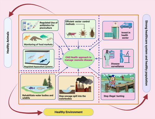 Figure 3. One Health (OH) approach in managing fish zoonotic disease. Augmentation of healthy animals with a healthy environment and healthy population along with strong health care infrastructure can prevent any potential fish zoonotic outbreaks. The figure was created with BioRender.com.