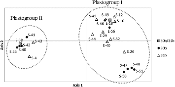 Figure 3. Two-dimensional plot of a principal coordinate analysis (PCoA) of 23 plastotypes identified in wild emmer wheat. Black circle, empty triangle and grey square represent plastotypes found in 30b, 31b and in both 30b and 31b, respectively. Axis 1 and axis 2 explained 39.3% and 25.3% of the total variation, respectively.