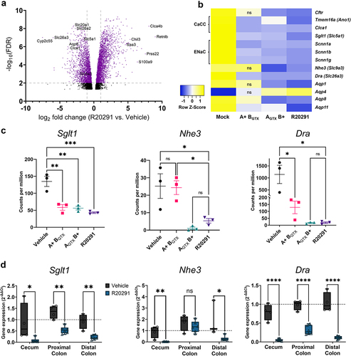 Figure 8. Transcriptomic analyses indicate that Sglt1, Nhe3, and Dra transcripts are downregulated in the distal colon during infection.