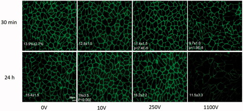 Figure 4. VE-cadherin immunostaining for different voltage amplitudes 30 min and 24 h post PEFs application. Images were captured with similar exposure conditions and magnification of ×400. Bar = 20 μm. Area coverage (percent from total area) 30 min and 24 h post PEFs application is presented on the images with significant p values compared to control.