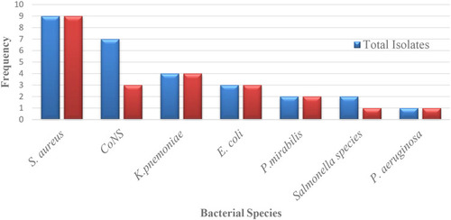 Figure 2 Multi-drug resistance isolates among identified bacteria from blood sample.