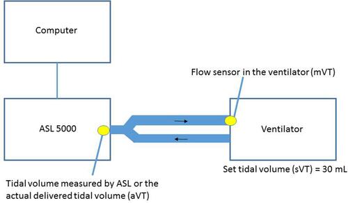 Figure 1 Diagram of the set-up for this study. The ASL 5000 was connected to the computer which recorded the data. Ventilators were connected to ASL 5000 using a standard pediatric circuit. Set tidal volume (sVT) was 30 mL. Actually delivered tidal volume (aVT) was measured by the syringe in ASL5000. Ventilator displayed tidal volume (mVT) was measured by the flow sensor in expiratory limb of the ventilator. aVT = delivered tidal volume measured by the ASL 5000 lung model; mVT = ventilator displayed or measured tidal volume; sVT = ventilator set tidal volume of 30 mL.
