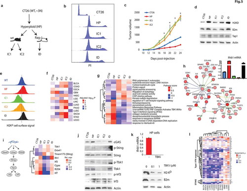 Figure 5. Inflammatory response signaling and antigen presentation are suppressed in CIN+ tumors by immunoselection. a) Diagram of development of the indicated CT26 cell clones (HP: parental hyperploid, IC: immunoselected hyperploid clone [i.e. passaged in immune-competent mice], ID: hyperploid clone passaged in immune-deficient mice). b) Flow cytometry profiles of DNA content of the indicated cells. c) In vivo tumor growth curves of the indicated lines in immune-competent Balb/c mice. Error bars: s.d. of two mice per group. *: P < .05 by t-test. d) Immunoblots of indicated proteins in the indicated lines. e) Distribution of cell surface expression of H2-KD in the indicated lines as measured by flow cytometry. f) Genome-wide correlation profiles of the transcriptomic signatures of CT26 and its derivative lines with the CIN signatures of indicated cancers from TCGA. The coloring in the heatmap reflects – log10-transformed p-values of Spearman’s rank correlation of the corresponding signatures adjusted by the direction of correlation (i.e. negative indicates negative correlation and vice versa). g) Heatmap of pathway scores calculated from the genome-wide transcriptomic analyses of indicated lines by NetWalker. Pathway scores reflect relative expression in the indicated lines (red: high, blue: low). h) Network plot of the highest scoring sub-network in the HP line from NetWalk analysis. The coloring of nodes reflects their relative expression in HP line. Inset: Ifnb2 mRNA levels measured by qPCR in the WT, HP, IC1, IC2 and ID lines normalized to β-actin. i) Left: a diagram of Sting-mediated cytoplasmic DNA sensing pathway. Right: heatmap of relative expression of the indicated Sting pathway genes in the indicated lines. j) Immunoblot of some key cGas/Tbk1 pathway proteins in the indicated lines. k) Top: Ifnb1 mRNA levels (qPCR) in HP cells upon treatment with the TBK inhibitor. Error bars: s.d. of two replicates. Bottom: Immunoblot of B2m and H2-KD in HP cells before and after treatment with the increasing doses of the TBK1 inhibitor (BX795). l) Heatmap of correlations of type I interferon response (top) and STING (bottom) pathway genes with CIN in the indicated cancers from TCGA. Western blots in the panels D, J and K are representative of at least two independent experiments.