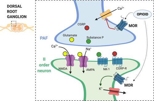 Figure 1 Mechanism of action of opioids on central sensitization. The dorsal root ganglion (DRG) is a group of cell bodies responsible for pain transmission from the primary afferent fibers (PAF), also known as nociceptors, and the central nervous system (CNS). Presynaptic neurons release glutamate, substance P, and calcitonin gene-related protein (CGRP) in the synaptic cleft. On the post-synaptic neurons, also named second order neurons, glutamate activate two main receptors: the α-amino-3-hydroxy-5-methyl-4-isoxazolepropionic acid receptor (AMPA) and N-methyl-D-aspartate (NMDA) receptor. The flow of positive charged ions, calcium (Ca2+) and sodium (Na+), through the NMDA and the AMPA receptors respectively, automatically leads pain signal to increase. Substance P, on the other hand, binds to the neurokinin-1 (NK-1) receptors, which leads to intracellular signaling that activate protein kinase C (PKC). This action removes the magnesium ion (Mg2+) that physiologically blocks NMDA receptors; therefore, substance P indirectly activates NMDA receptors and increases Ca2+ influx in the neurons, leading to increased neurotransmitter release. CGRP binds specific CGRP receptors on the second order neurons, leading to a change in receptor expression and function. All these mechanisms potentially contribute to central sensitization in chronic pain. Endogenous opioids and exogenous opioid agonists bind μ opioid receptors (MOR) in the pre- and post-synaptic neurons. Opioids close the voltage-gated calcium channels on the PAF and stop Ca2+ influx in the pre-synaptic neurons, where they reduce the release of glutamate, substance P, and CGRP. In addition to that, binding of MOR on the post-synaptic neurons activate and open potassium channels, leading to an outflow of potassium ions (K+) and cellular hyperpolarization. Hyperpolarized second order neurons become less sensitive to excitatory inputs.