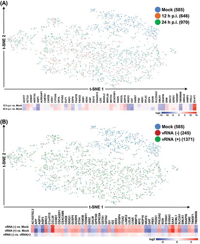 Figure 2. Single-cell transcriptome profiling of EV71-infected C2BBe1 cells. (A) & (B) Based on gene expression profiles, cells were clustered and analysed by t-SNE method. Cells were classified into distinct subgroups, as indicated by colours, according to infection condition/time (A) or EV71 RNA expression (B). Numbers in the parentheses correspond to number of cells in each category. Heatmap representation of the genes differentially expressed between the indicated comparisons. Extent of the differential expression was based on the colour scale on the bottom