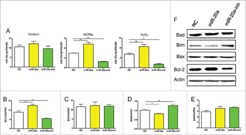 Figure 3. The level of MiR-20a-5p influences apoptosis related genes expression. (A) MiR-20a-5p expression in GFP+ THP-1 cells after lentivirus infection was detected without or with H37Ra or H2O2 stimulation. (B-E) Real-time qPCR assay was used to measure mitochondria-related anti/pro-apoptotic gene expression after up- and down-regulation of miR-20a-5p. The Bcl-2 gene expression increased in THP-1 cells infected with miR-20a-5p lentivirus, and decreased in THP-1 cells infected with miR-20a-5p-inh lentivirus (B), Bim gene presented an inverse result (D). No differences were observed in Bax and Bad gene expression (C, E). (F) Western-blot assay was used to detect anti/pro-apoptotic protein expression in H37Ra infected GFP+ THP-1 cells after up- and downregulation of miR-20a-5p. *P < 0.05, ** P < 0.01.