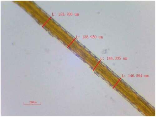 Figure 2. Optical microscopic image of a single extracted PRF showing diameter measurement.