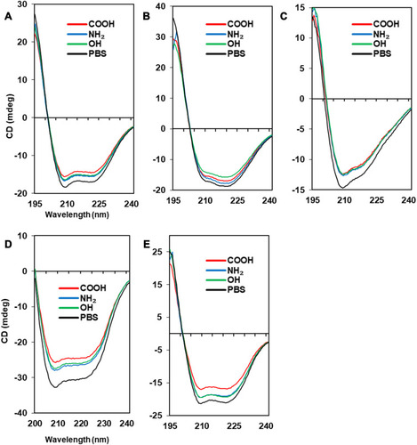 Figure 4 Secondary structures of protein-NP complexes (unpublished data).Notes: PBS represents the reference CD curve without NPs, measured only in phosphate-buffered saline (pH 7.4). All other curves were measured with NPs in phosphate-buffered saline (pH 7.4). (A) Human serum albumin, (B) α-1-antitrypsin, (C) transferrin, (D) lysozyme, (E) fibrinogen (α, β, r).Abbreviations: CD, circular dichroism; NP, nanoparticle.