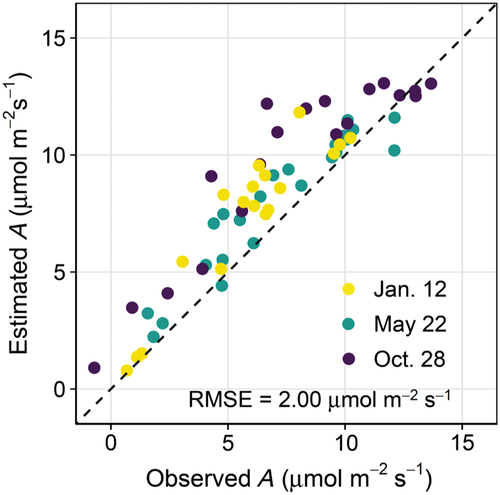 Figure 3. Relationship between the estimated and measured leaf net photosynthetic rate (a) on May 22 and October 28, 2021 and January 12, 2022. The dashed line denotes a one-to-one relationship. In the model simulation, the mean values of the photosynthetic capacities (Vcmax,25 and Jmax,25; n = 5) and stomatal characteristics (g0 and g1) estimated using the gas exchange measurements were used.