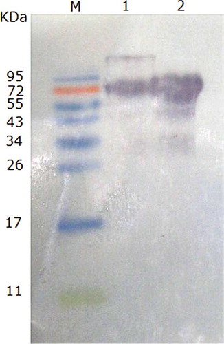 Figure 6 Western blotting of commercial OVT and the prepared OVT reacted with rabbits polyclonal antisera. M: prestained marker; 1: commercial OVT (Sigma); 2: prepared OVT. (Color figure available online.)