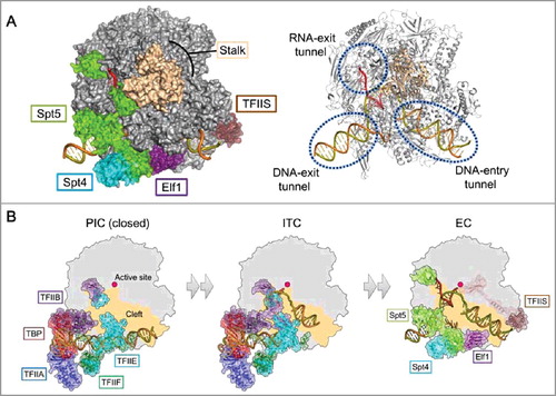 Figure 1. (A) Overall structure of the Pol II-EC [Citation2]. Transcription factors are removed in the right panel to show the internal nucleic acids. (B) Structural transition from the preinitiation complex to the elongation complex. Left: Preinitiation complex (closed form), based on PDB 5FZ5 [Citation17]. Middle: Initial transcribing complex, based on PDB 4V1N [Citation16]. Right: Pol II EC [Citation2]. The TFIIF dimerization domain and Spt5 KOW4 are removed for clarity.