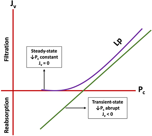 Figure 2 Revised Starling’s principle. In the transient state with abrupt reduction of Pc (green line), Jv < 0 when Pc < σΔπ and there is fluid reabsorption. In the steady state with constant maintenance of Pc (purple line), Jv = 0 when Pc < σΔπ contrary to the expected reabsorption.