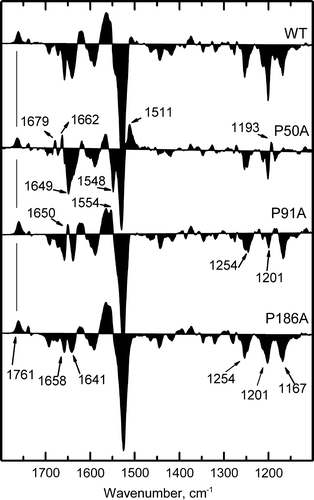 Figure 6.  Fourier transform infrared difference spectra corresponding to M intermediate state minus the BR resting state. Spectra for WT, P50A, P91A and P186A were collected under M-yielding conditions (150 mM KCl, dry film, pH 10, 243 K). Spectra shown are the addition of 1050 interferograms taken at a resolution of 2 cm−1.