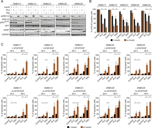 Figure 3 Insulin protects melanoma cells against vemurafenib- or trametinib-induced apoptosis and diminishes drug-triggered downregulation of Ki-67 expression. (A) Western blot analysis of the effects of 10 µM vemurafenib (PLX) or 50 nM trametinib (TRA) on the activity of MAPK (level of pERK1/2) and PI3K/AKT (level of pAKTS473) pathways, and PARP cleavage in the presence or absence of insulin, after 24 h of drug treatment. GAPDH was used as a loading control. n=3. (B) Insulin-induced changes in the percentage of Ki-67-positive melanoma cells, untreated or treated with PLX or TRA for 40 h. n=3. (C) Apoptosis shown as percentages of Annexin V-positive cells assessed by flow cytometry after 30 and 46 h of treatment with PLX or TRA, in the presence or absence of insulin. Bars represent mean values of three biological replicates ± SD. Statistical significance marked as asterisks in proximity to each bar refers to the drug-induced difference in relation to control, and as asterisks adjacent to lines above the bars refers to the difference between melanoma cells grown with or without insulin. Statistical significance for both panels was calculated with ANOVA followed by Scheffé’s test. Differences are considered significant at *P<0.05.