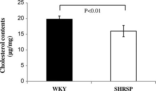 Fig. 5. Cholesterol levels in liver of WKY and SHRSP.Notes: Cholesterol levels in the liver were measured as described in Materials and Methods. Values are the means ± SD of four independent experiments.