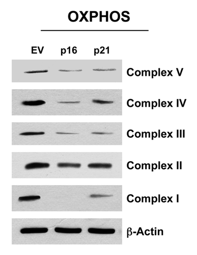 Figure 11. Fibroblast cell lines, which constitutively express p16(INK4A) and p21(WAF1/CIP1), show significant reductions in OXPHOS complex components. Note that after 6 d of culture, dramatic reductions in OXPHOS complex components is observed, especially complex I, III and V. Reductions were also observed in complex II and IV, but to a lesser extent. Blotting with β-actin is shown as a control for equal protein loading.
