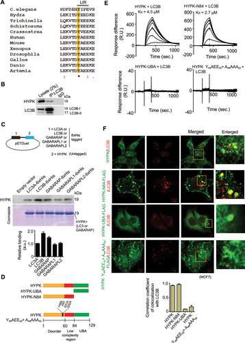 Figure 5. HYPK is a LC3 binding protein. (A) Multiple sequence alignment of the putative LC3 interacting region sequences of HYPK of different organisms. (B) Representative immunoblots of HYPK and LC3B from the non-denaturing immunocomplexes of endogenous LC3B of MCF7 cell lysate. (C) Top: schematic representation of cloning of LC3A, LC3B, GABARAP, GABARAPL1, GABARAPL2 and HYPK in pETDuet-1 vector. Bottom: protein-protein interaction analysis by Ni-NTA binding of recombinant 6xhistidin-tagged LC3A, LC3B, GABARAP, GABARAPL1, GABARAPL2 and untagged HYPK coexpressed in BL21DE3 strain of Escherichia coli from pETDuet-1 vector. Immunoblot of HYPK and coomassie blue staining of interacting pairs; empty vector was used as negative control. (D) Representation of HYPK and its mutants used in the study. HYPK-UBA was the C-terminal 45 residue region; HYPK-N84 was the N-terminal 84 amino acid region; the 49th, 51st and 52nd residues of HYPK were mutated to alanine in HYPK Y49AEE52> A49AAA52. (E) Quantitative analysis of binding interaction and affinities between recombinant HYPK, HYPK-UBA, HYPK-N84, HYPK Y49AEE52> A49AAA52 and LC3B as determined by surface plasmon resonance assays. Dissociation constants [Kd values] of bindings are given. (F) MCF7 cells were transfected with HYPK-UBA, HYPK-N84, HYPK Y49AEE52> A49AAA52 [all with N-terminal FLAG tag]. Confocal immunofluorescence microscopy images of HYPK, HYPK-UBA, HYPK-N84 and HYPK Y49AEE52> A49AAA52 and LC3B. Quantitative estimation of colocalization coefficients of proteins; ~ 200 cells analyzed in each sample. TUBA is the loading control in immunoblots. Scale bars in confocal microscopy images represent 5 μm. All the presented microscopy and immunoblot data are representative of at least three independent experiments.