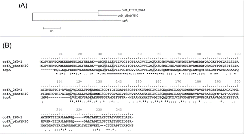 Figure 6. Comparison of CofA between pEntYN10 and ETEC 260-1 [BAB62897] and TcpA from V. cholerae O1 [AAK20785]. (A) A phylogenetic tree based on Neighbor Joining method. (B) Amino acid sequence alignment of the 3 proteins by CLUSTAL 2.1. Highly conserved residues responsible for the stable structure of pili of V. cholerae (Met26, Glu30, Arg51, Leu98, and Glu108) are shaded.