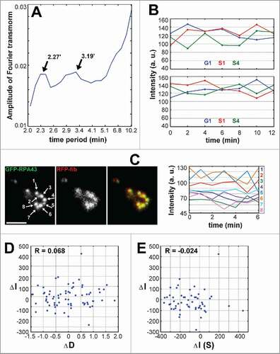 Figure 3. Characteristics of the rapid fluctuations of pol I and fibrillarin signal in FC/DFC units. (A) Fourier analysis of the time series for transfected HEP2 cells. The averaged periodogram shows two peaks at about 2 and 3 min. The data are obtained from 20 records with 1 min intervals. (B) Quick fluctuations of pol I (top) and fibrillarin (bottom) signals in the stable cell lines expressing GFP-RPA43/RFP-PCNA and GFP-fibrillarin/RFP-PCNA respectively. Examples of individual units showing that the fluctuations appear in G1, early S (S1) and late S (S4) phases of cell cycle. (C) Simultaneous signal in eight units (numbers and arrows on the left panel) belonging to one nucleolar necklace of the transfected HT1080 cell. Records of pol I signal intensities measured with interval of 1 min (graph on the right) show absence of correlation between the neighboring units. Occasional correlations at certain time points may be random events; alternatively they may result from the slower fluctuations which have a tendency to synchrony (see Fig. 4C). (D, E) Mutual independence of the signal variations in 10 neighboring FC/DFC units belonging to one nucleolar necklace. (D) Variations of the intensity of GFP-RPA43 signal in one unit (ΔI) do not correlate with variations of the average distance to its 2 nearest neighbors (ΔD). (E) Variations in the intensity of GFP-RPA43 signal in one unit (ΔI) do not correlate with summed up variations of intensity in the two nearest neighbors, calculated as: ΔI(S) = ΔIp + ΔIf, i.e., sum of variations of signal intensity in the preceding (p) and following (f) unit. The order of the units in the necklace was selected arbitrarily. Scale bar: 2 µm