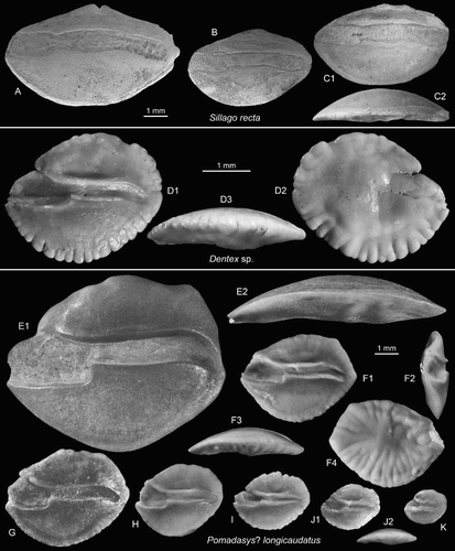 Figure 8. Perciform otoliths: Sillaginidae, Sparidae, Haemulidae. A–C, Sillago recta Schwarzhans Citation1980, NMNZ S. 047166; NMNZ S. 047169, Pomahaka G45/f0099, Duntroonian (B reversed, C2 = ventral view). D, Dentex sp., OU22815, Cosy Dell, F45/f0396, Duntroonian (D2 = outer face, D3 = ventral view). E–K, Pomadasys? longicaudatus (Schwarzhans Citation1980), OU22816, Cosy Dell, F45/f0396, Duntroonian (E–F reversed, E2 = ventral view, F2 = anterior view, F3 = ventral view, F4 = outer face, J2 = ventral view).