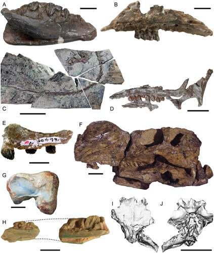 Fig. 10. Australian Mesozoic ornithopod dinosaurs. A, Qantassaurus intrepidus (NMV P199075; holotype) left dentary in medial view. Scale = 1 cm. B, Galleonosaurus dorisae (NMV P229196; holotype) left maxilla in lateral view. Scale = 1 cm. C, Diluvicursor pickeringi (NMV P221080; holotype) partial skeleton. Scale = 10 cm. D, Leaellynasaura amicagraphica (NMV P185991; holotype) partial skull in left lateral view. Scale = 1 cm. E, Atlascopcosaurus loadsi (NMV P166409; holotype) left maxilla in lateral view. Scale = 1 cm. F, Muttaburrasaurus langdoni (QM F6140; holotype) skull and mandible in left lateral view. Scale = 10 cm. G, Ornithopoda incertae sedis (NHMUK PV R3719; holotype of Fulgurotherium australe) right femur in distal view. Scale = 1 cm. H, Weewarrasaurus pobeni (LRF 3076; holotype) right dentary in medial view. Scale = 1 cm. Fostoria dhimbangunmal (3D digital rendering of LRF 3050; holotype) braincase in I, dorsal and J, ventral views. Scale bar = 10 cm.