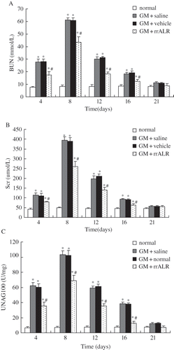 Figure 2. Effects of rrALR on renal function in ARF rats. Levels of BUN (A), Scr (B), and urinary NAG (C) in the GM+rrALR group were significantly lower that those in the GM+vehicle group at the same timepoints. There was no significant difference in renal function between GM+saline rats and GM+vehicle rats. All data are shown as the mean ± standard deviation. *p < 0.05 compared with the normal group at the same time point; #p < 0.05 vs. the GM+vehicle group at the same time point.