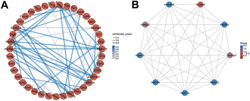 Figure 6 PPI network construction. (A) PPI networks of DEGs in AS22w and Sham22W groups. (B) Top 9 hub genes based on PPI network.
