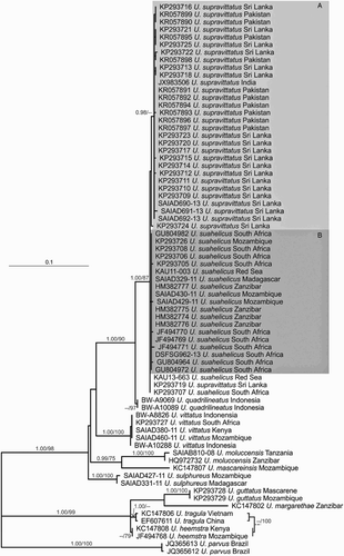 Figure 5. Maximum-likelihood phylogram (–lnL = 2329.670) of relationships among the included individuals of 12 species of Upeneus from the analysis of COI sequence data. The tree was rooted with U. guttatus, U. heemstra, U. margarethae, U. parvus and U. tragula as outgroups. Bayesian Posterior Probabilities (BPPs) from the Bayesian inference and bootstrap support from the parsimony analysis are presented on the nodes (in the order BPP/bootstrap). Only BPPs > 0.95 and bootstraps > 75% are shown. Clades formed by U. supravittatus and U. suahelicus are indicated as A and B, respectively. Terminal names include GenBank accession numbers or BOLD Process IDs, as well as sampling regions.