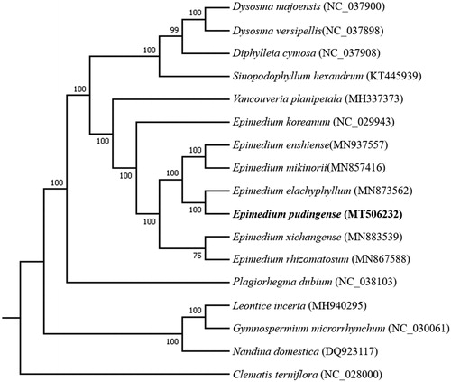 Figure 1. Maximum likelihood (ML) phylogenetic tree based on complete chloroplast genomes of 17 species, with Clematis terniflora as outgroup. Numbers at nodes represent bootstrap values.